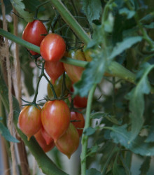 Paradajka Artisan Pink Tiger - kolíková - predaj semien paradajok - Lycopersicon esculentum - 5 ks
