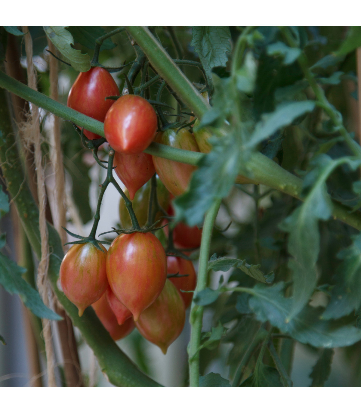 Paradajka Artisan Pink Tiger - Solanum lycopersicum - semená paradajky - 5 ks
