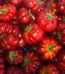 Paradajka Costoluto Fiorentino - kolíková - predaj semien paradajok - Lycopersicon esculentum - 7 ks