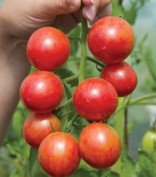 Paradajka Artisan Pink Bumble Bee - kolíková - predaj semien paradajok - Lycopersicon esculentum - 5 ks