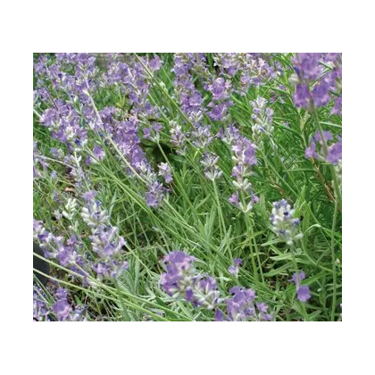 BIO Levanduľa lekárska - Lavandula - bio semená - 20 ks
