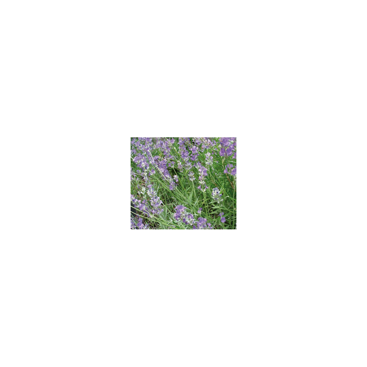 BIO Levanduľa lekárska - Lavandula - bio semená - 20 ks