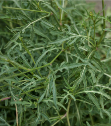 BIO rukola Roma - Eruca sativa - bio semená - 0,1 g