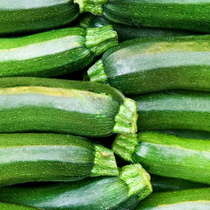 BIO Cuketa Partenón F1 - Cucurbita pepo - bio semená cukety - 5 ks
