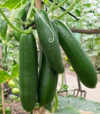 BIO uhorka šalátová Sonja - Cucumis sativus - bio semená uhorky - 5 ks