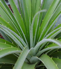 Puya mirabilis - Puya mirabilis - semená puye - 20 ks