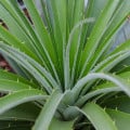 Puya mirabilis - Puya mirabilis - semená puye - 20 ks