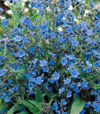 Smohla kapská - pilát - Anchusa capensis - semená smohly - 50 ks