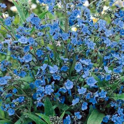 Smohla kapská - pilát - Anchusa capensis - semená smohly - 50 ks
