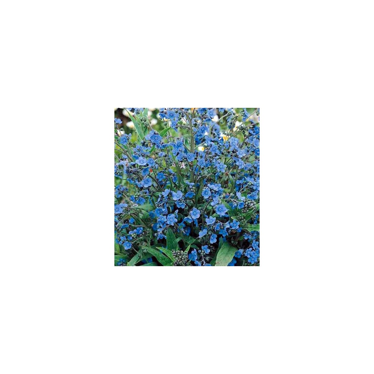 Smohla kapská - pilát - Anchusa capensis - semená smohly - 10 ks