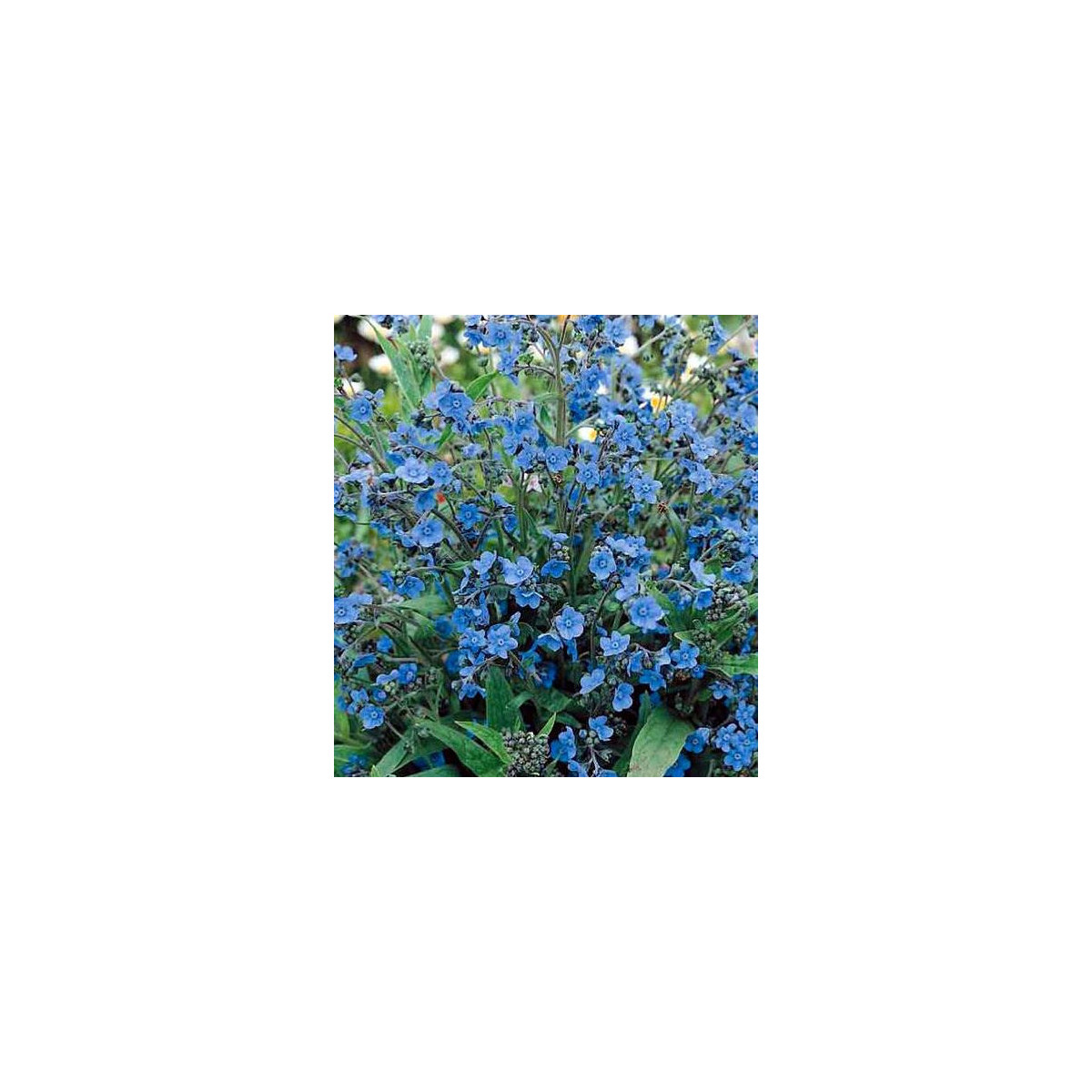 Smohla kapská - pilát - Anchusa capensis - semená smohly - 50 ks