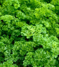 BIO petržlenová vňať Zelená Perla - Petroselinum crispum - bio semená petržlenovej vňate - 600 ks