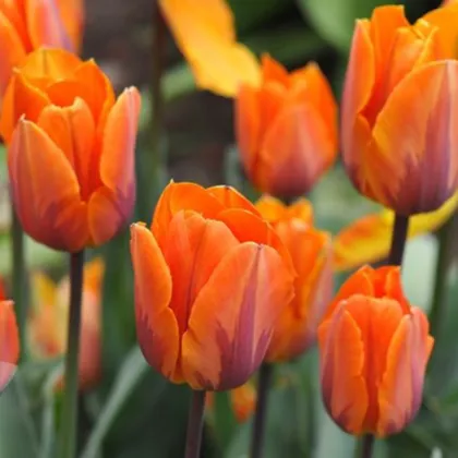Tulipán Prinses Irene - Tulipa - cibuľoviny - 3 ks