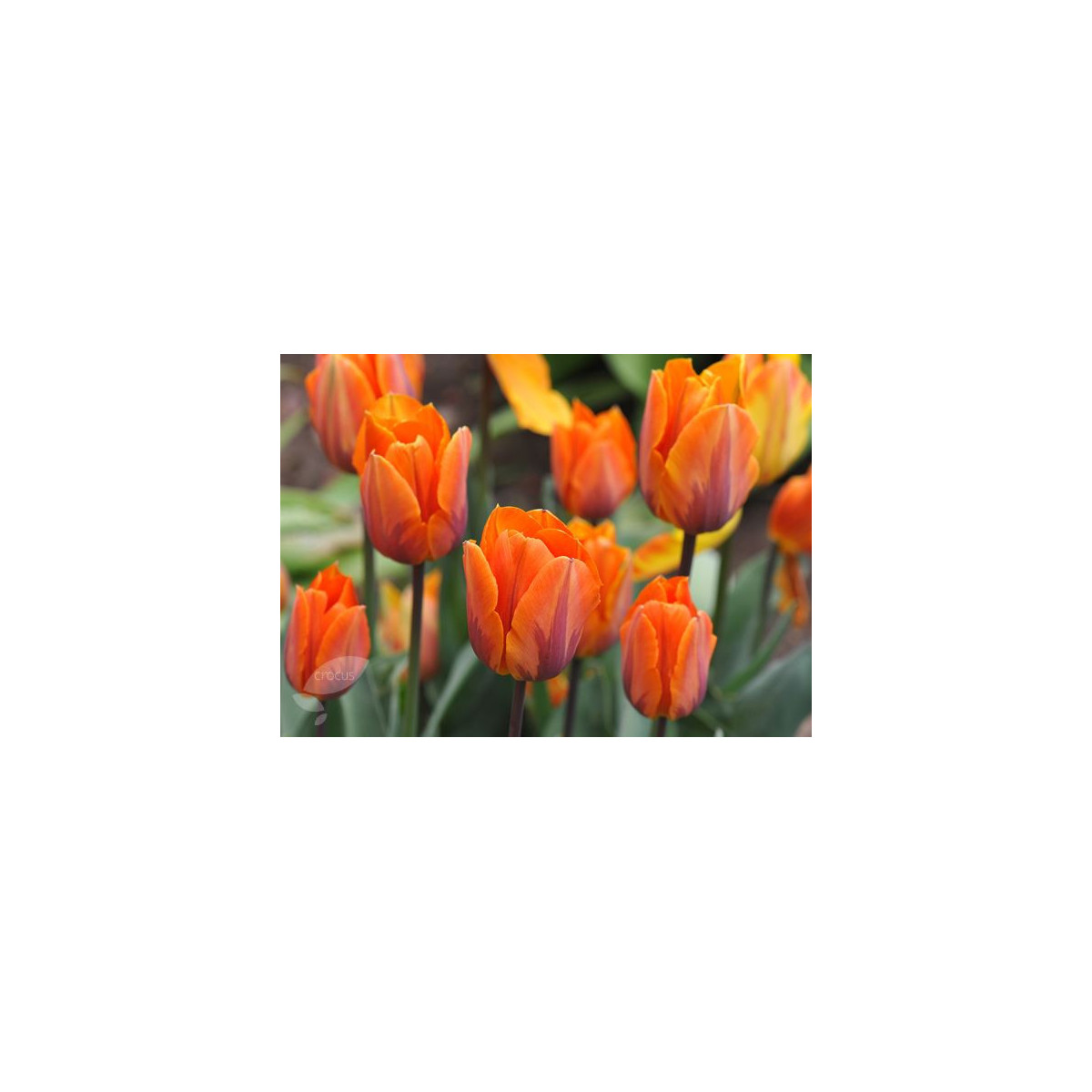 Tulipán Prinses Irene - Tulipa - cibuľoviny - 3 ks