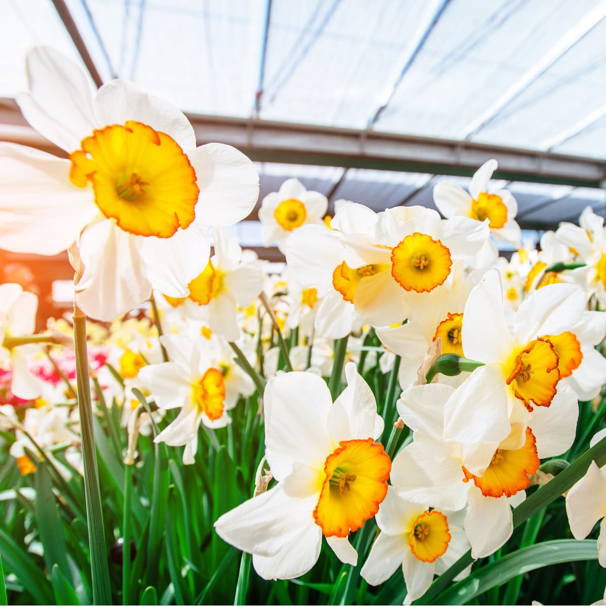 Narcis Flower Record - Narcissus L. - cibuľoviny - 3 ks