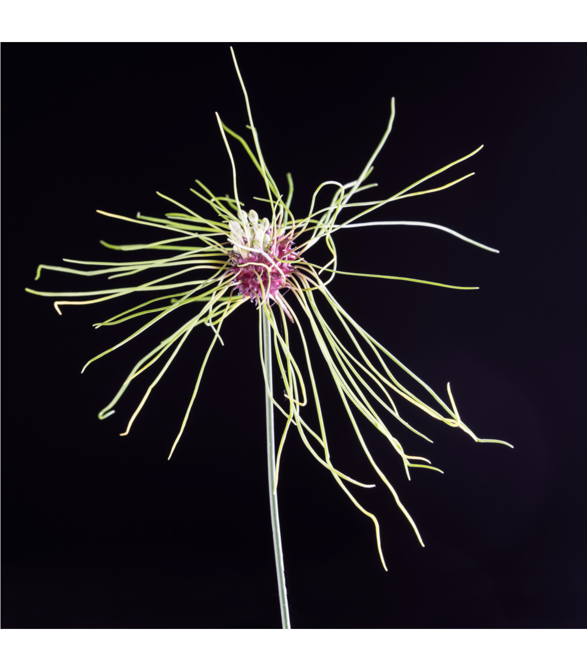 Cesnak okrasný Hair-Allium - jesenné cibuľoviny 3 ks