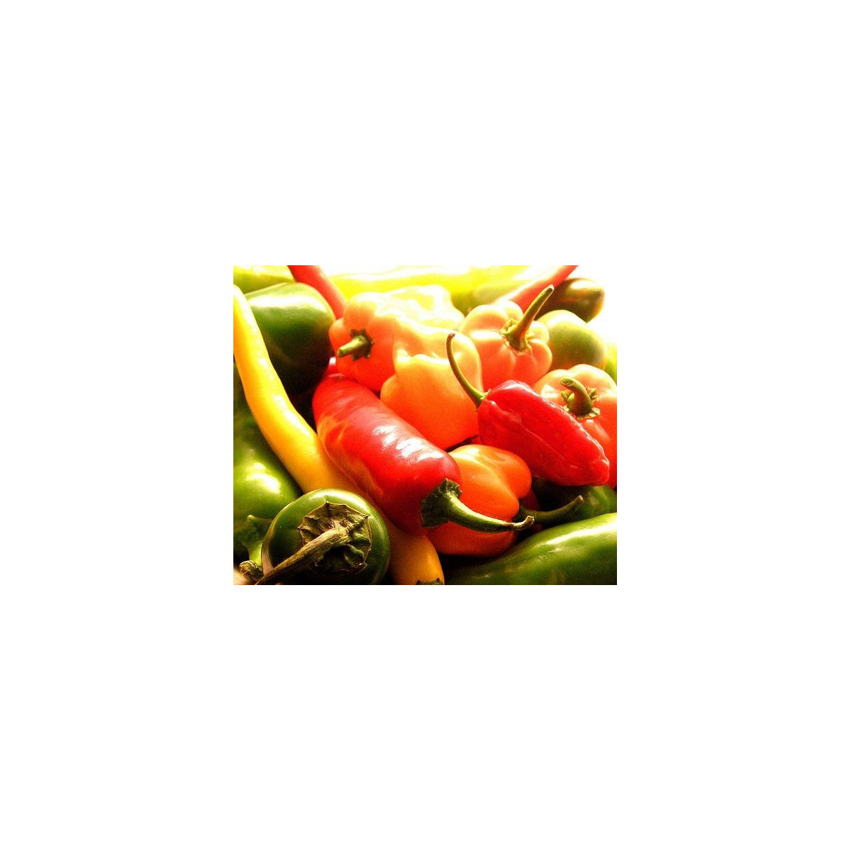 Chilli semienka tých najobľúbenejších odrôd - pre milovníkov chilli papričiek