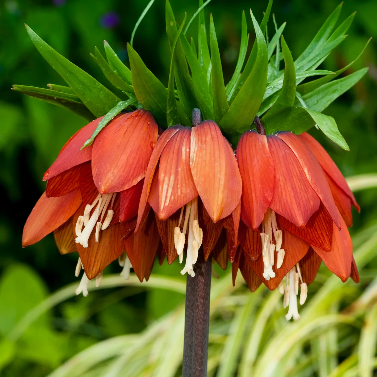 Korunkovka kráľovská William Rex - Fritillaria imperialis - cibuľoviny - 1 ks
