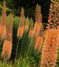 Fakľa úzkolistá Kleopatra - Eremurus - koreňové hľuzy - 1 ks