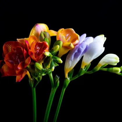 Frézia jednoduchá zmes farieb - Freesia - cibuľoviny - 3 ks