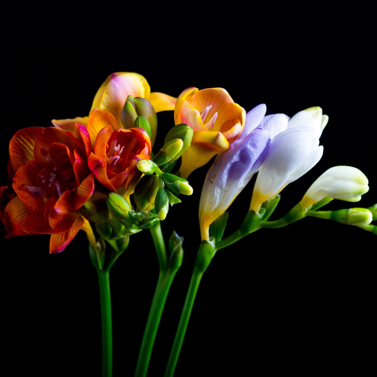 Frézia jednoduchá zmes farieb - Freesia - cibuľoviny - 3 ks