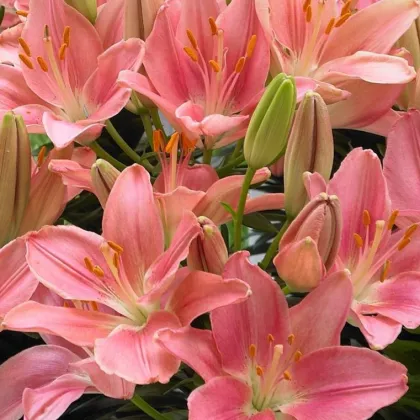 Ľalia Foxtrot - Lilium - cibuľoviny - 1 ks