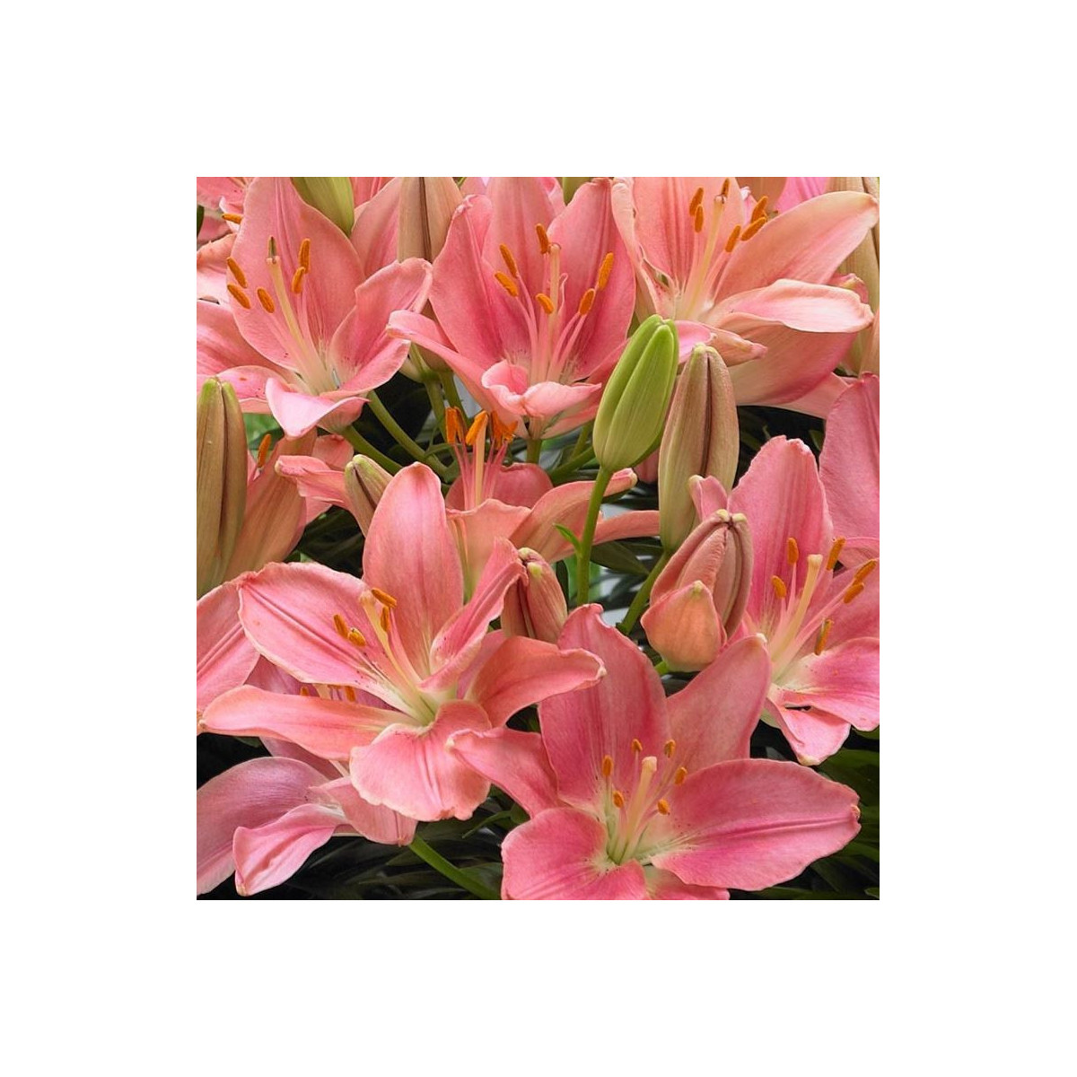Ľalia Foxtrot - Lilium - cibuľoviny - 1 ks
