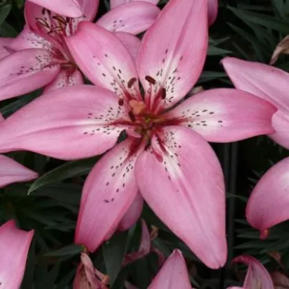 Ľalia Happy Kiss - Lilium - cibuľoviny - 1 ks