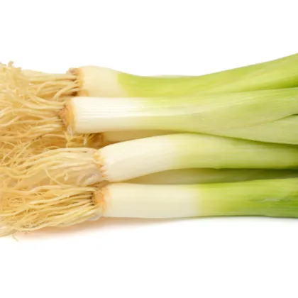 Cibuľa zväzková Freddy - zimná cibuľa - Allium fistulosum - semená - 0,5 g