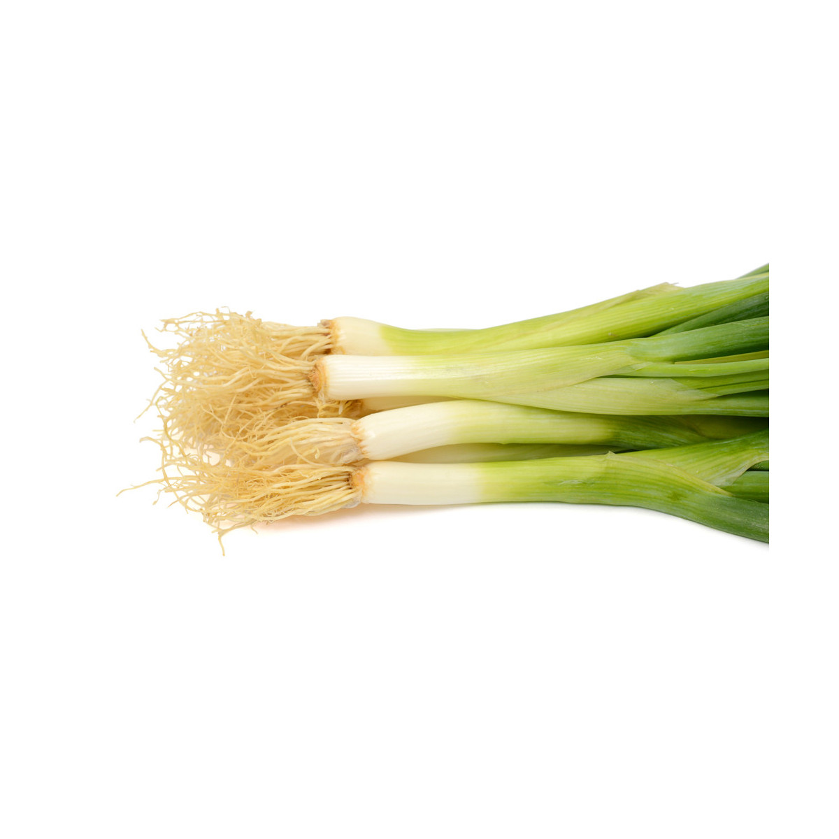 Cibuľa zväzková Freddy - zimná cibuľa - Allium fistulosum - semená - 0,5 g