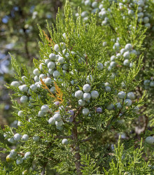 Borievka - Juniperus excelsa - semená borievky - 5 ks