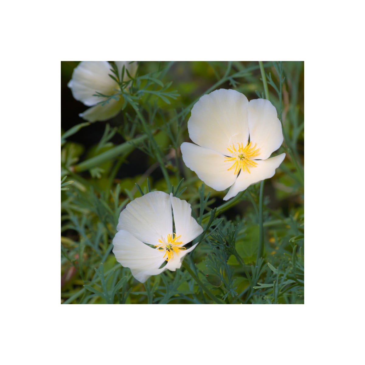 Slncovka kalifornská biela- Eschscholzia californica - 0,7 g