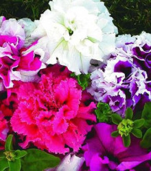 Petúnia veľkokvetá Duplika F1 mix farieb - Petunia grandiflora - predaj semien petúnie - 20 ks