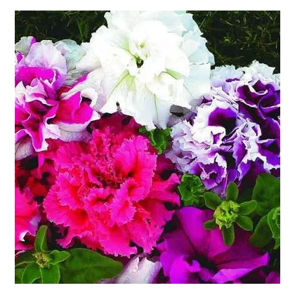 Petúnia veľkokvetá Duplika F1 mix farieb - Petunia grandiflora - semená petúnie - 20 ks