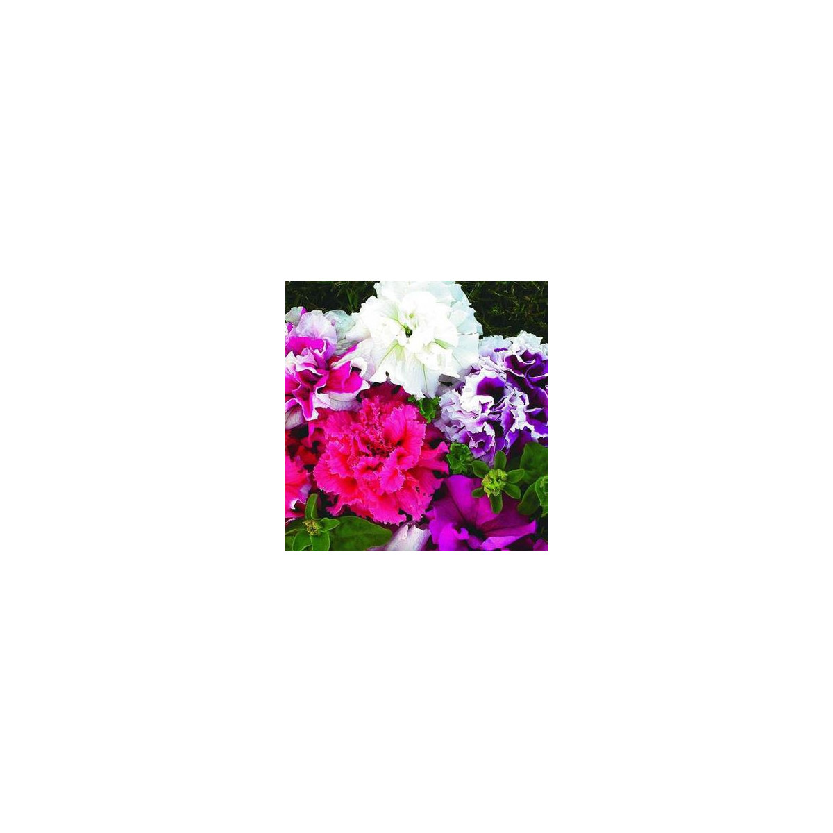 Petúnia veľkokvetá Duplika F1 mix farieb - Petunia grandiflora - semená petúnie - 20 ks