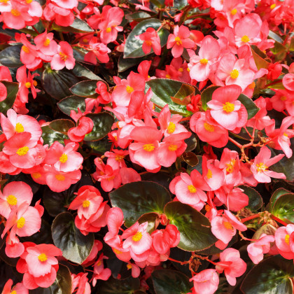Voskovka - Begonia semperflorens ružová - Heaven Rose F1 - predaj semien - 10 ks
