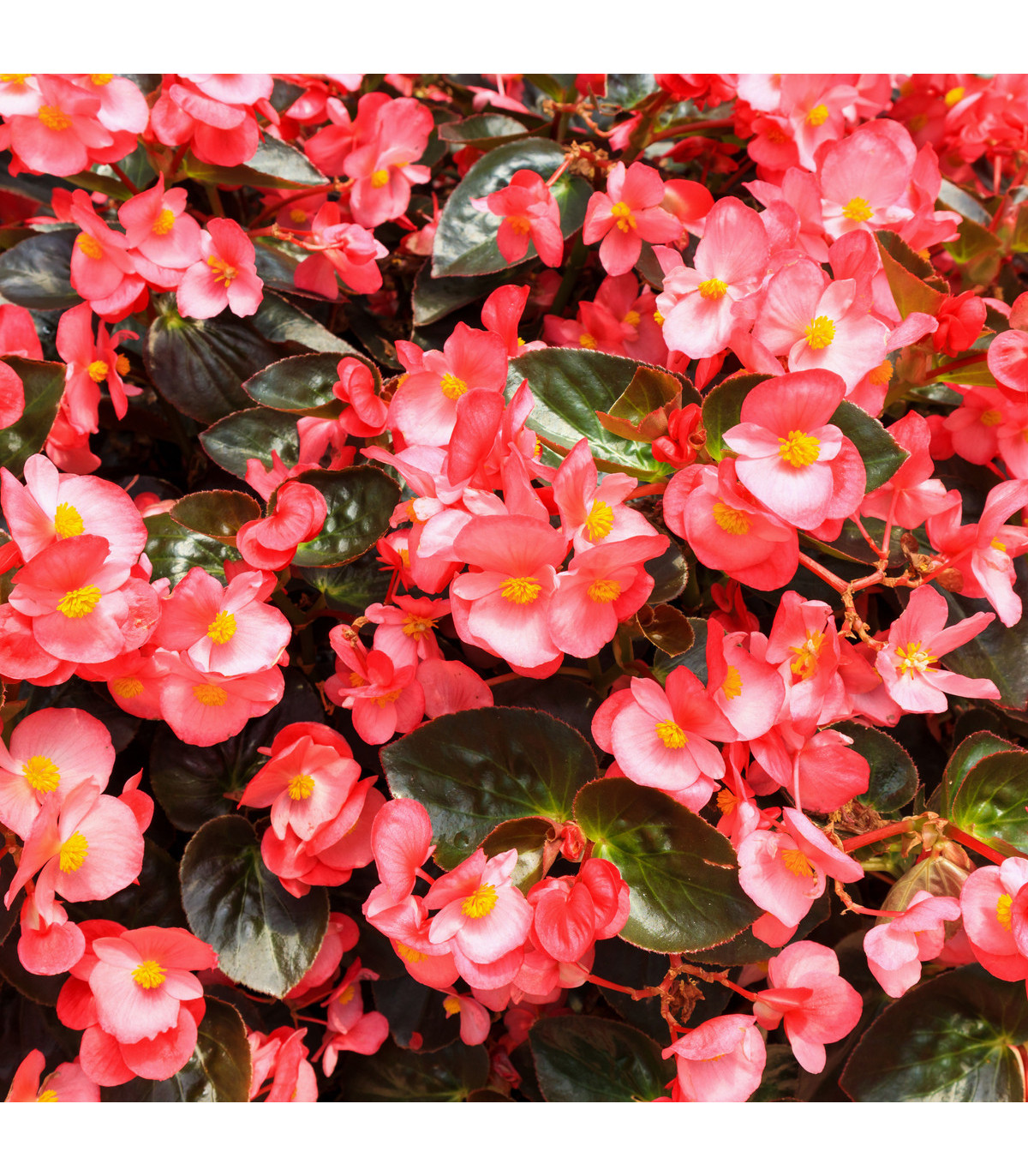 Voskovka - Begonia semperflorens ružová - Heaven Rose F1 - predaj semien - 10 ks
