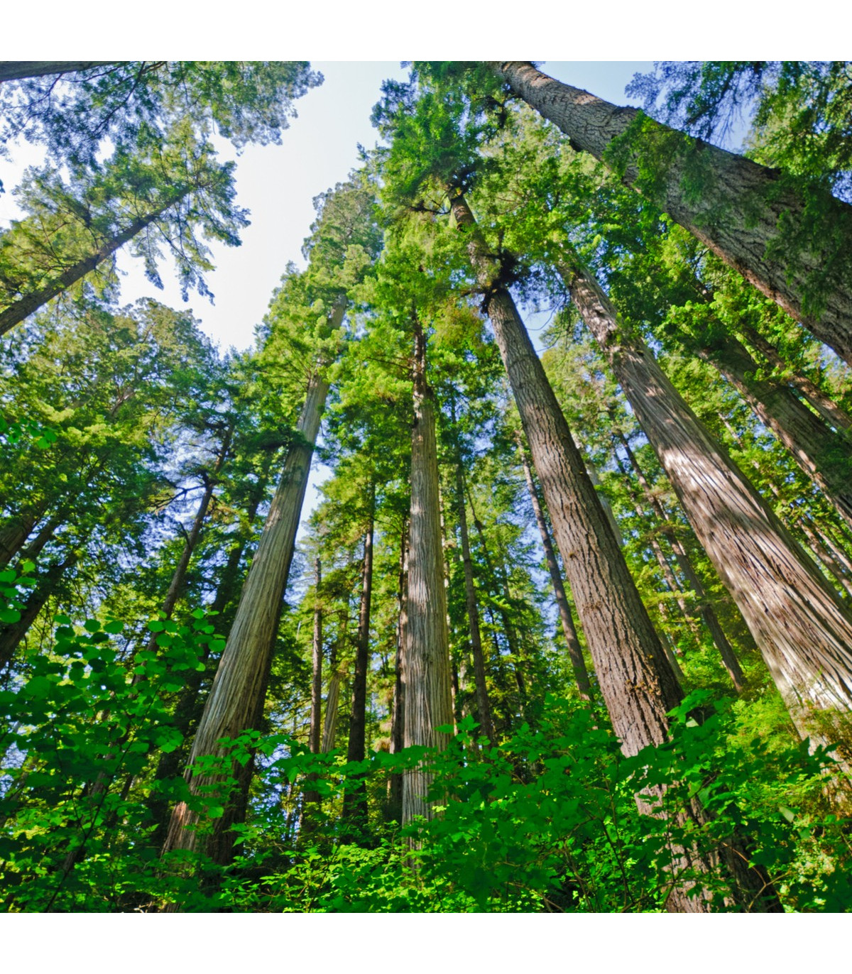 Sekvoja vždyzelená- Sequoia sempervirens- semená
