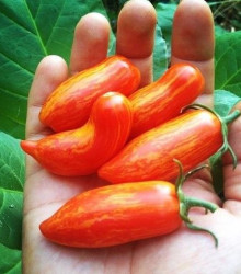Paradajka Sweet Casaday - predaj semien paradajok - 7 ks