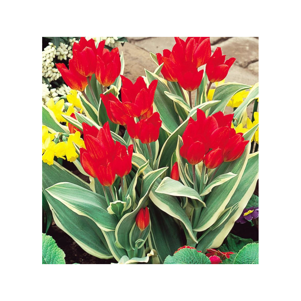 Tulipán viackvetý - Praestans Unicum - cibuľoviny - 3 ks