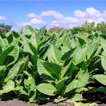 Tabak Madole ŠPECIÁL - Nicotiana tabacum - semená tabaku - 20 ks