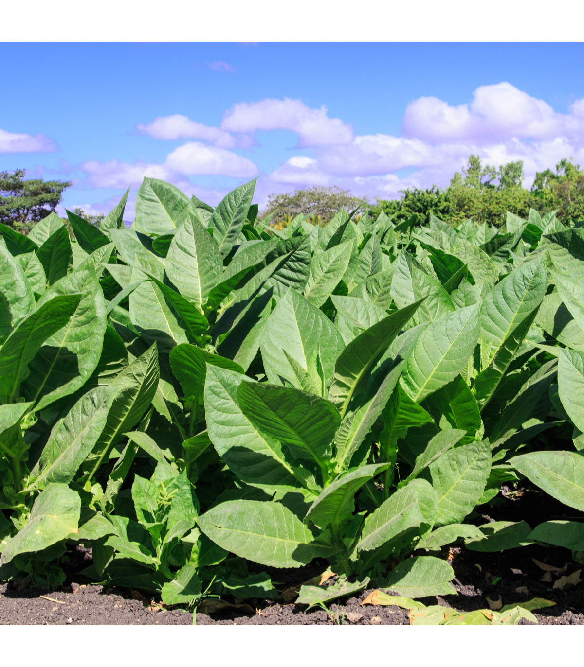 Tabak Madole ŠPECIÁL - rastlina Nicotiana tabacum - semená tabaku - 20 ks