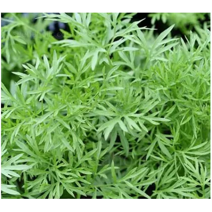 Koriander siaty Confetti - Coriandrum sativum - semená koriandra - 100 ks