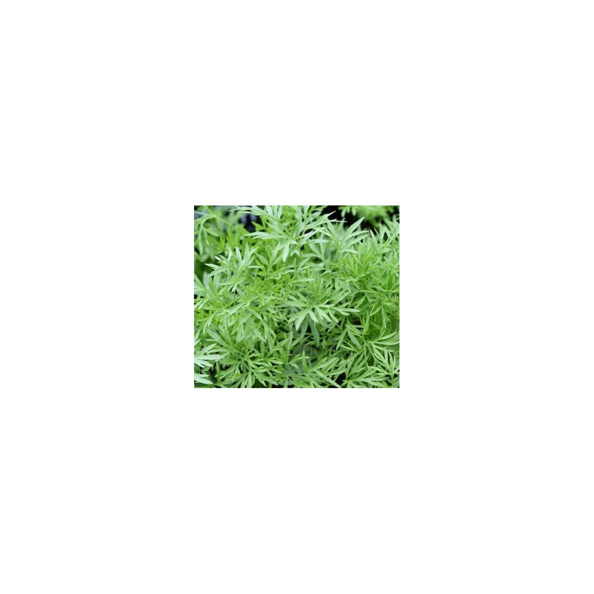 Koriander siaty Confetti - Coriandrum sativum - semená koriandra - 100 ks