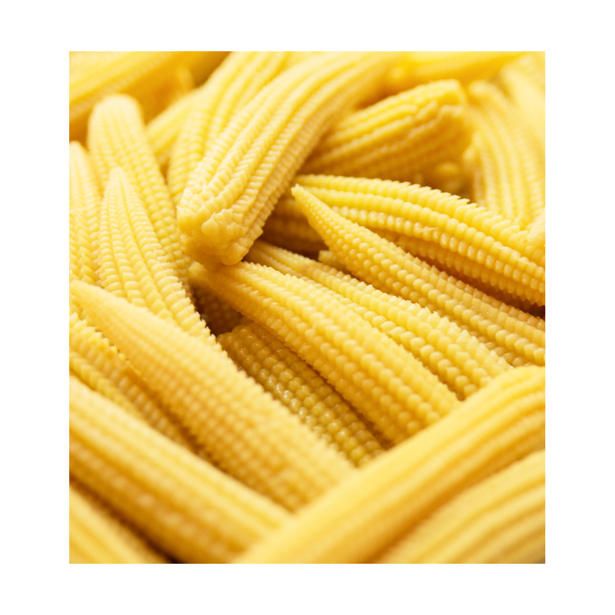 Kukurica cukrová Minigold - Zea Mays - semená - 35 ks