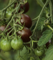 Paradajka Black Opal - kolíková odroda - predaj semien paradajok - 7 ks
