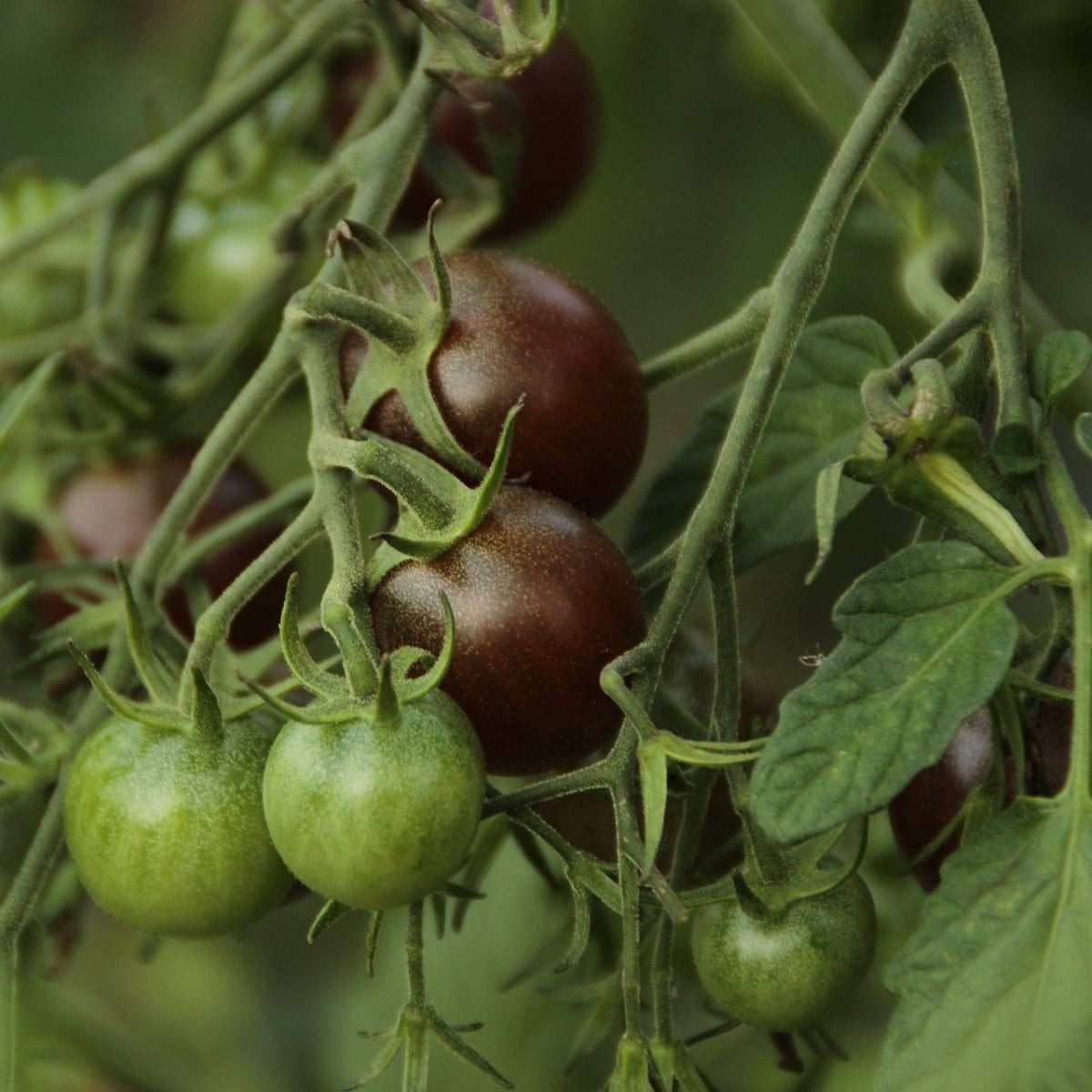 Paradajka Black Opal - Solanum lycopersicum - semená paradajky - 7 ks