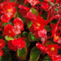 Voskovka Heaven Red F1 - Begonia semperflorens - semená begónie - 10 ks