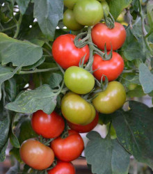 Paradajka Crimson Crush F1 - kolíková odroda - predaj semien paradajok - 7 ks