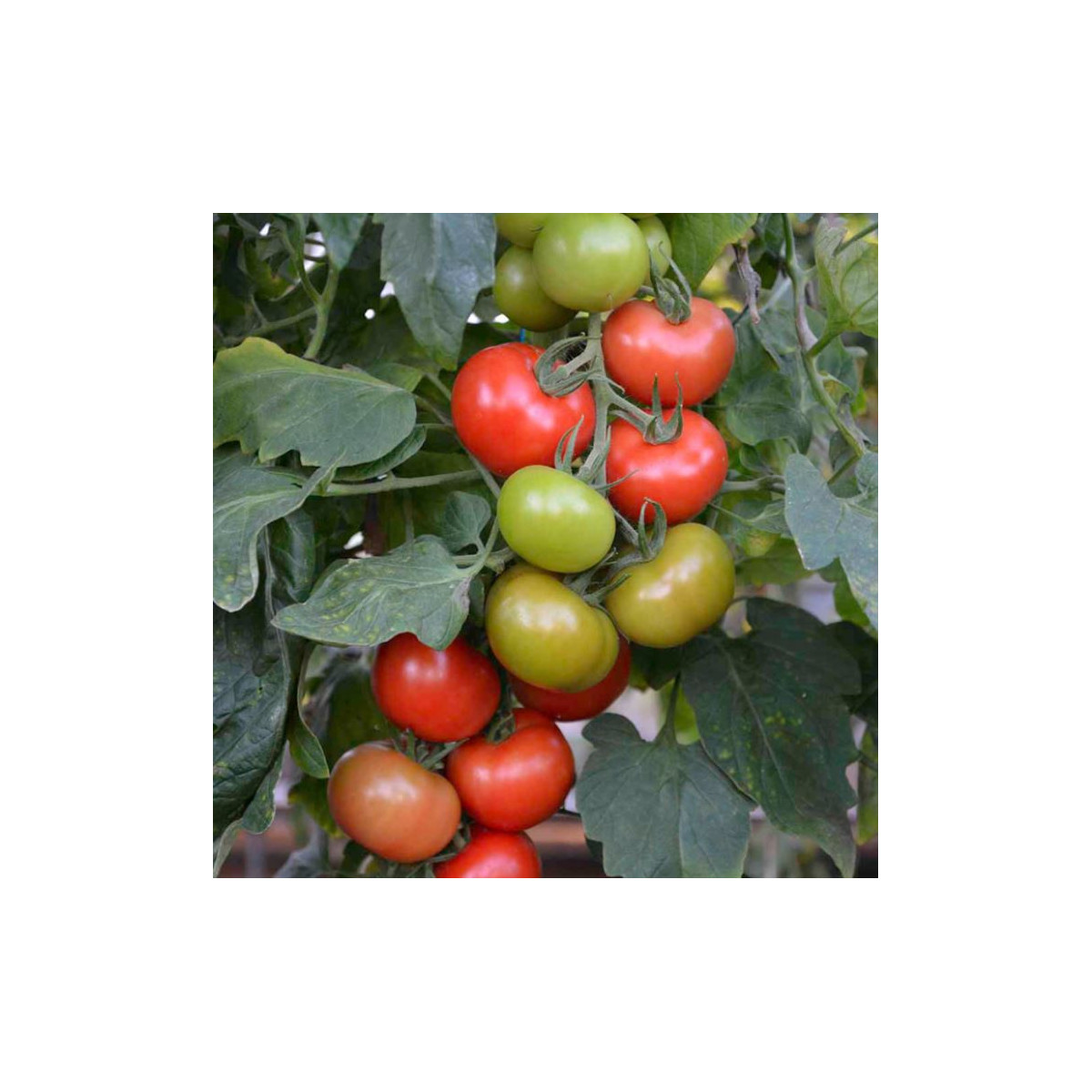 Paradajka Crimson Crush PhR F1 - Solanum lycopersicum - semená paradajky - 7 ks